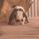 BUNNYCAVEE