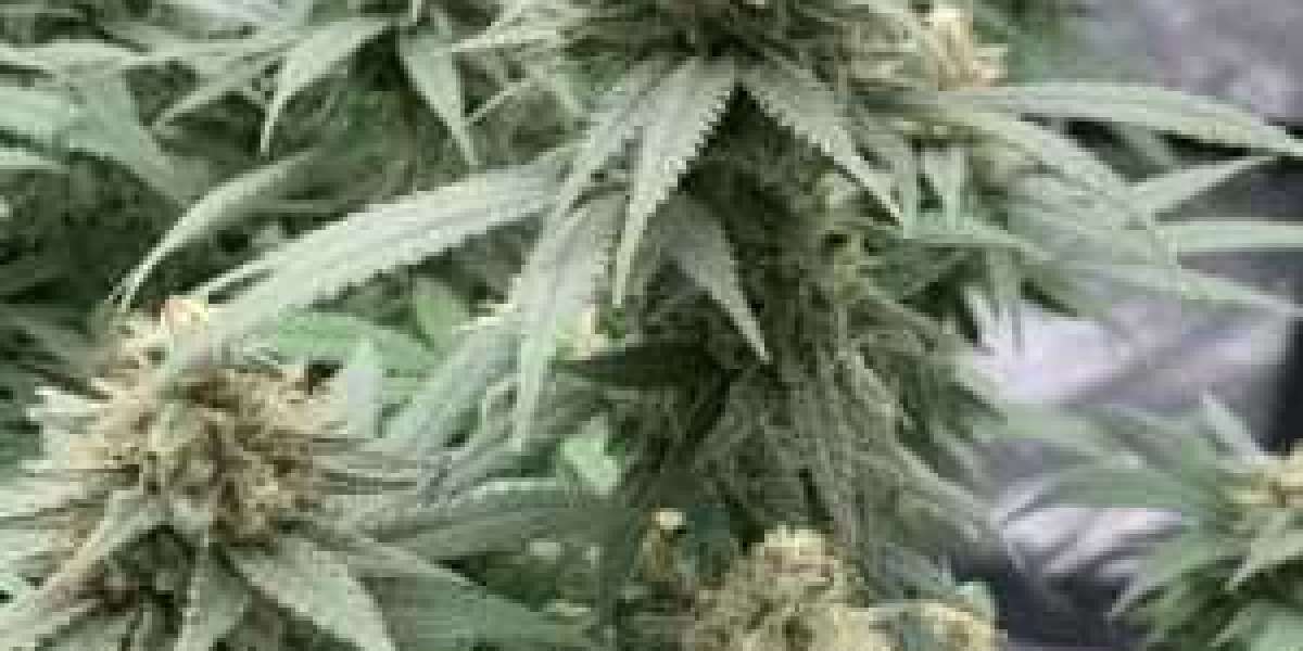 Growing Cannabis in Brazil: Seeds, Strains, and the Future of Cultivation