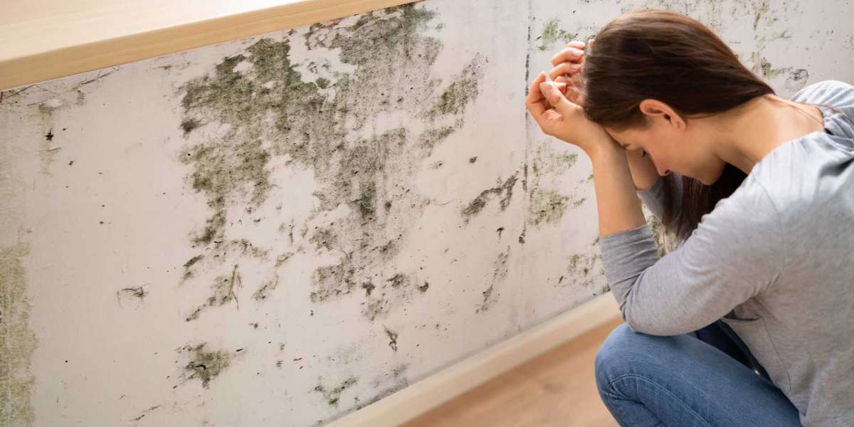 Cavan Mould Removal Specialists for Homes and Businesses