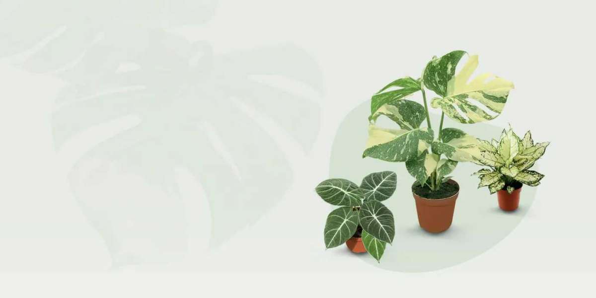 How Tissue Culture Technology Is Revolutionizing Plant Propagation