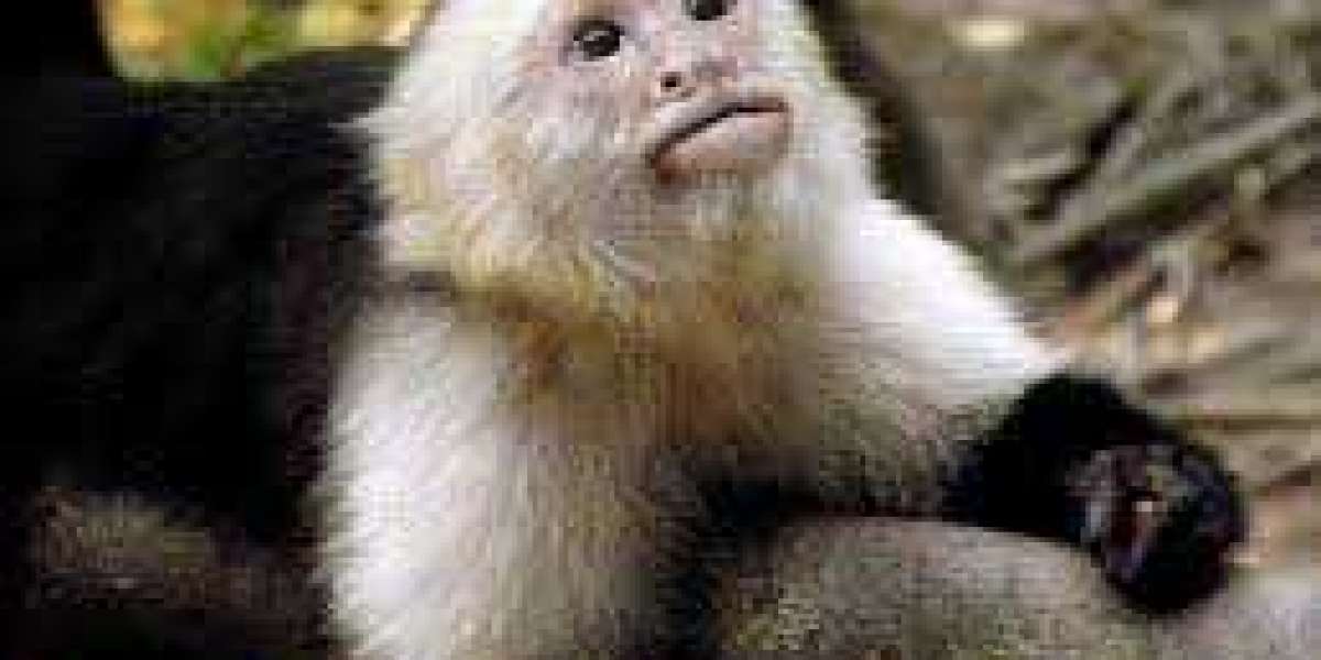 Visiting the whole world in Capuchin Monkeys for Sale