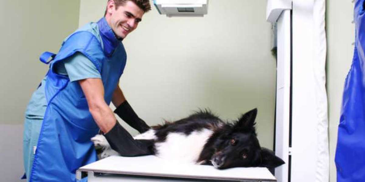 Exames Laboratoriais: Soluções para Problemas Intestinais em Animais