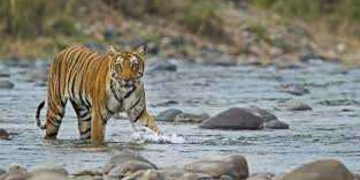 Haridwar to Jim corbett Taxi Fare