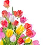 ayesha siddika