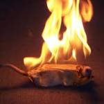 BurningRat1312