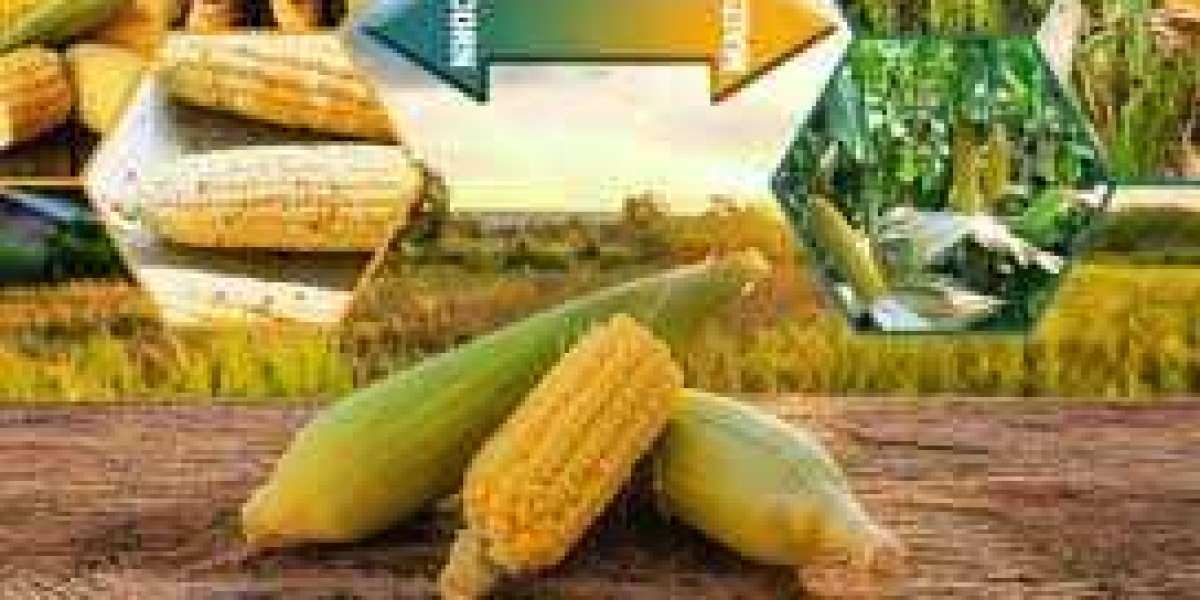 Understanding the Key Difference Between Maize and Corn