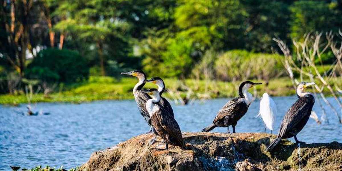 Must-Visit National Parks and Beaches in Tanzania