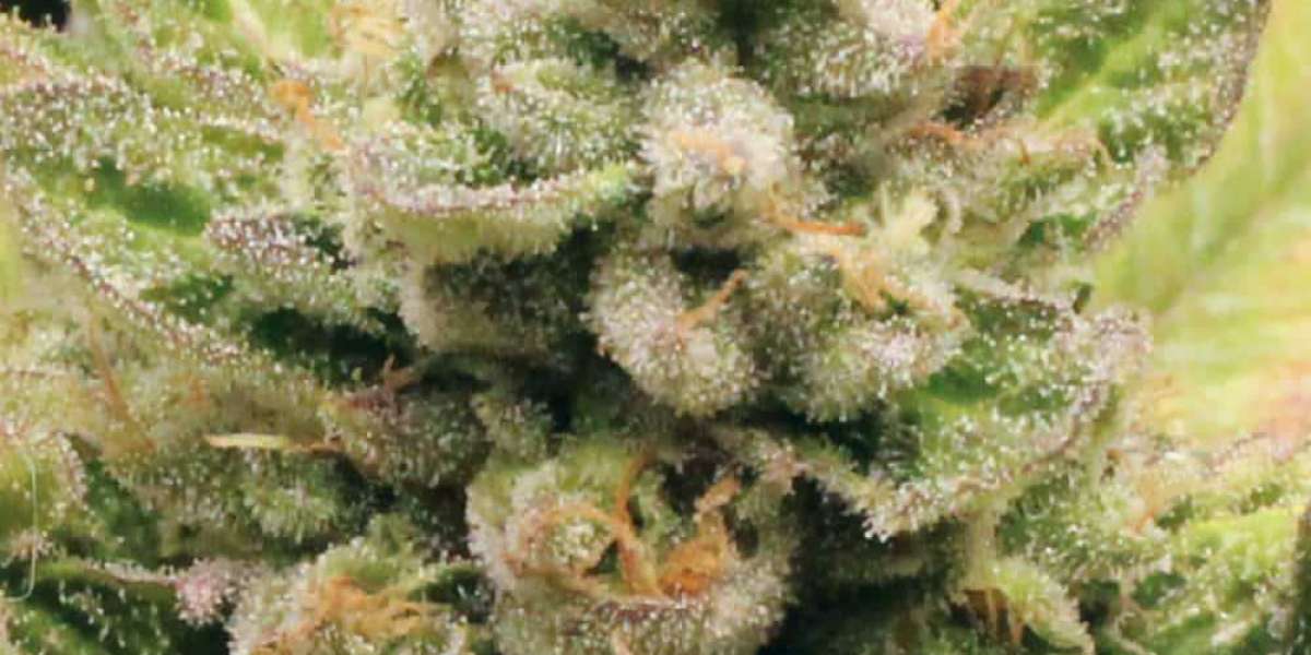 Weed Seeds: The Complete Guide for Growers in 2025