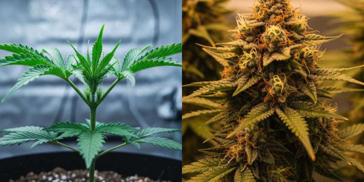 Weed Seeds: A Complete Guide for Successful Cannabis Cultivation