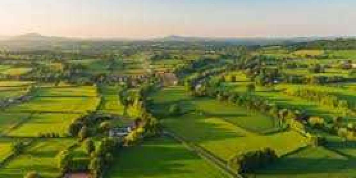 The Growth and Popularity of Vill Field's