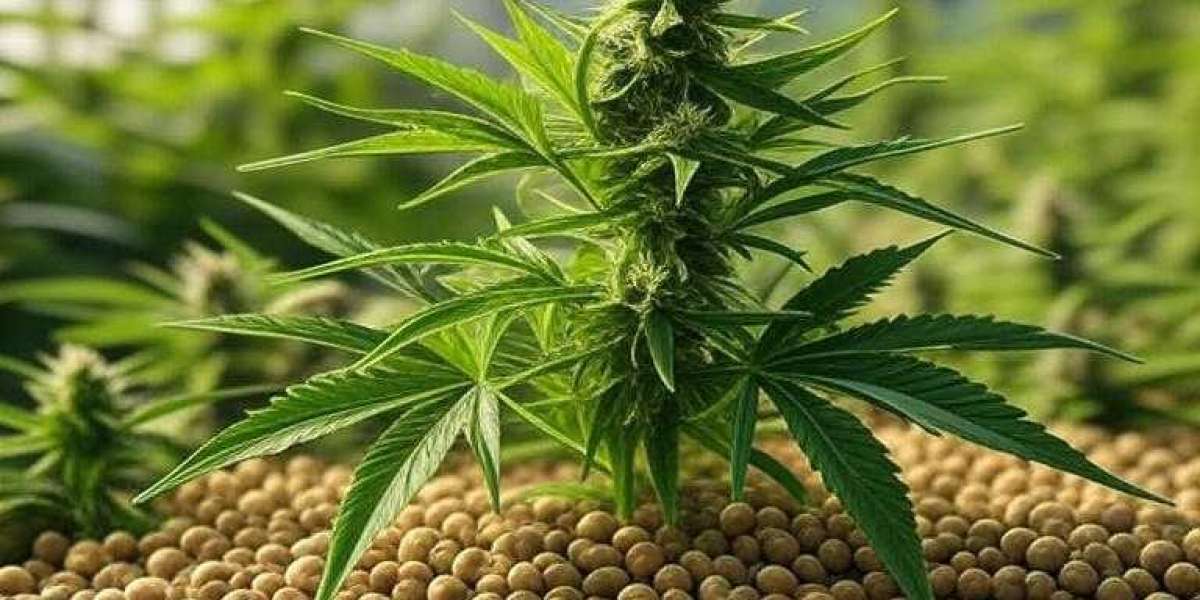 Weed Seeds: A Complete Guide for Successful Cannabis Cultivation